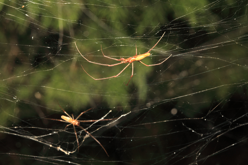 Illustration for article titled Thousands of Spiders Have Teamed Up to Create This Horrifying Mega-Web